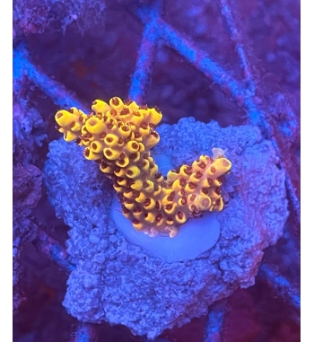 Acropora aculeus orange