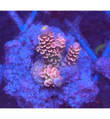 Acropora tenuis orange blue