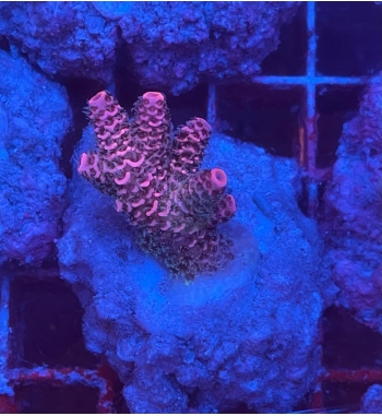 Acropora millepora super red