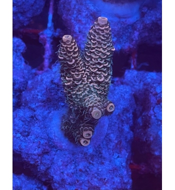 Acropora millepora gold