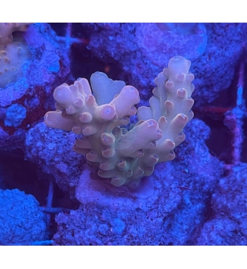 Acropora loripes