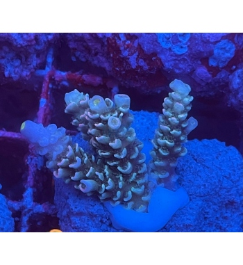 Acropora tenuis rainbow