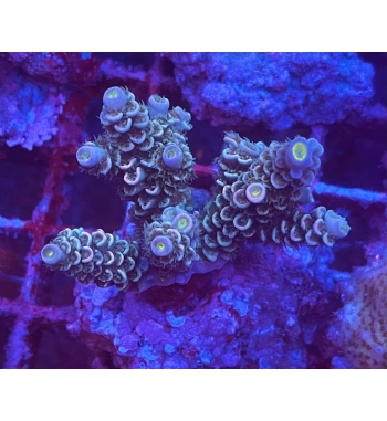 Acropora tenuis rainbow