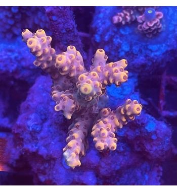 Acropora mirabilis orange