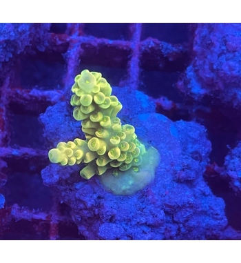 Acropora verwei