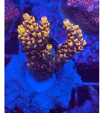 Acropora aculeus orange