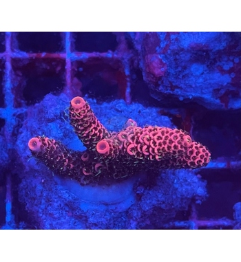 Acropora millepora suoer red