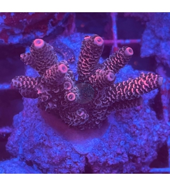 Acropora millepora red