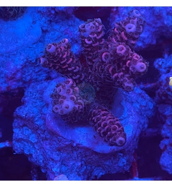 Acropora millepora purple