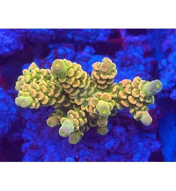 Acropora Tenuis multicolor