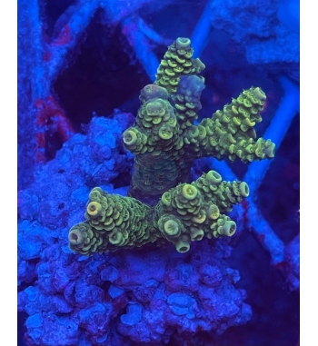 Acropora millepora green