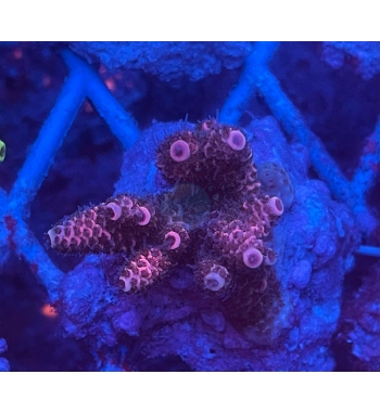 Acropora millepora pink