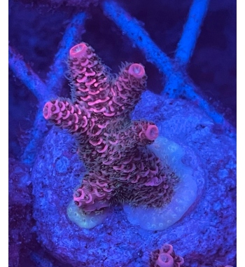 Acropora millepora pink