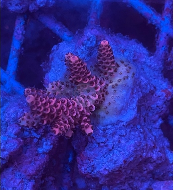 Acropora yachynthus red planet