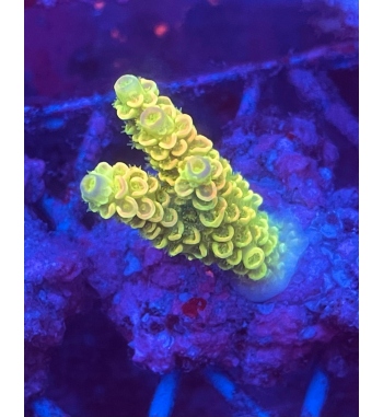 Acropora tenuis multicolor