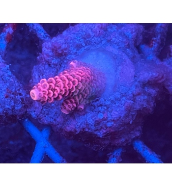 Acropora millepora super red