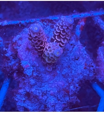 Acropora tenuis red blue