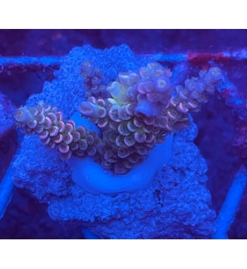 Acropora tenuis rainbow