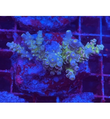 Acropora tenuis nuclear