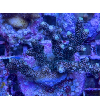 Acropora millepora green pink