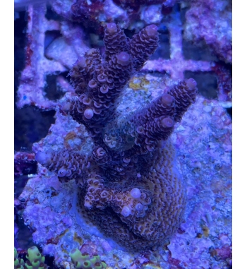 Acropora millepora pink