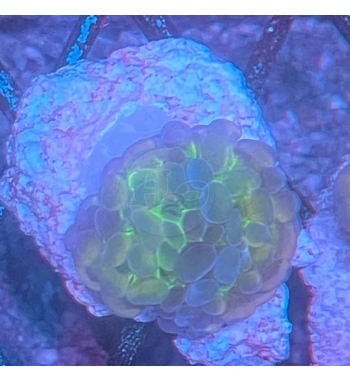 Euphyllia parancora hologram