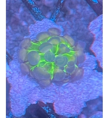 Euphyllia parancora hologram