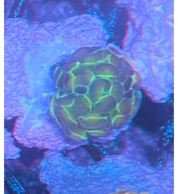 Euphyllia parancora hologram