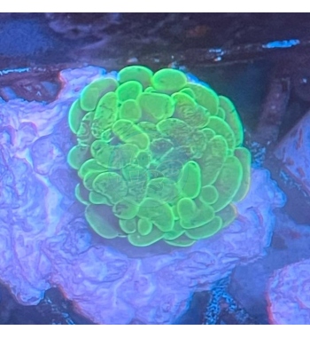 Euphyllia parancora Green fluo spotted