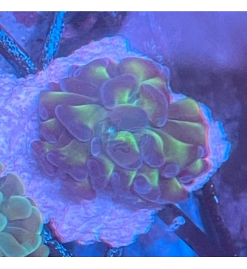 Euphyllia parancora Green fluo marbled