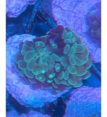 Euphyllia parancora Green spotted