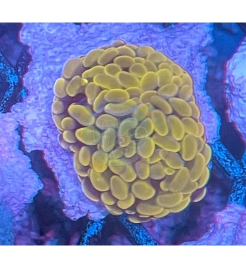 Euphyllia parancora Super orange