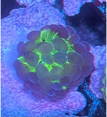 Euphyllia Parancora Hologram