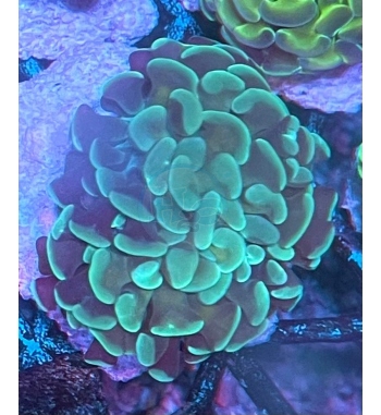 Euphyllia Parancora Bicolor