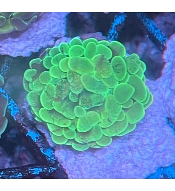 Euphyllia Parancora Green fluo