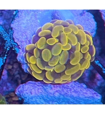 Euphyllia Parancora Super orange