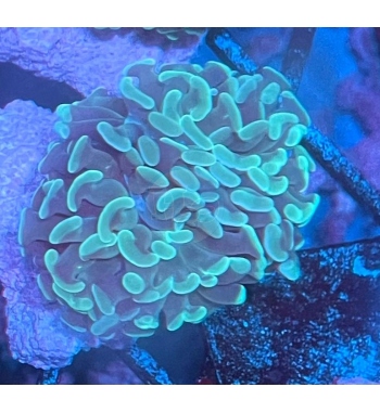 Euphyllia Parancora Green