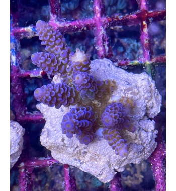 Acropora tenuis blue