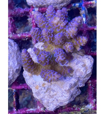 Acropora tenuis blue