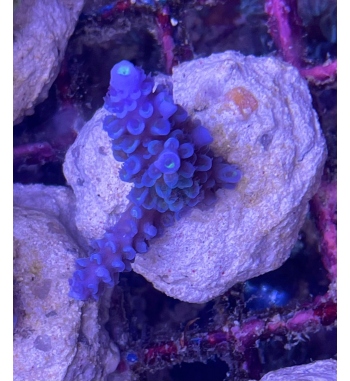 Acropora Hoksemai