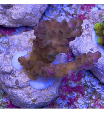 Acropora Loripes