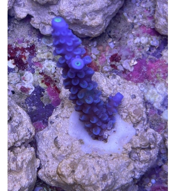 Acropora Hoksemai