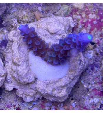 Acropora Hoksemai