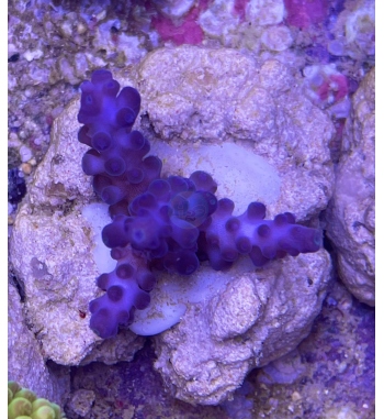 Acropora Gomezi