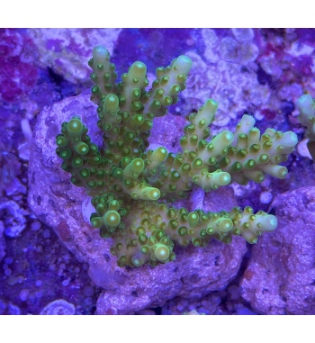 Acropora Efflorescens