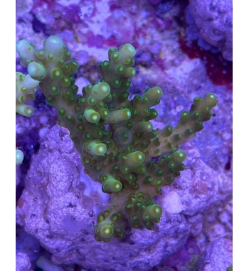 Acropora Efflorescens