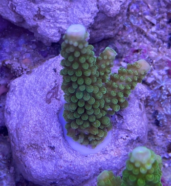 Acropora Nobilis