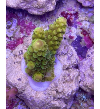 Acropora Gemmifera