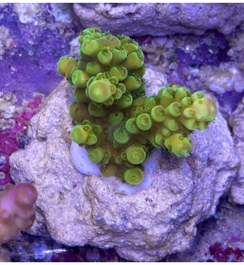 Acropora Gemmifera