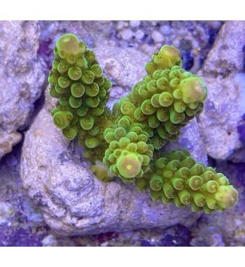 Acropora Gemmifera